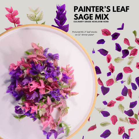 Painter's Leaf Sage - Mix Fresh with stems - Edibleflower.ca by Heirloom Acres NOTLFresh Edible FlowersEdible flowers Edible flowers