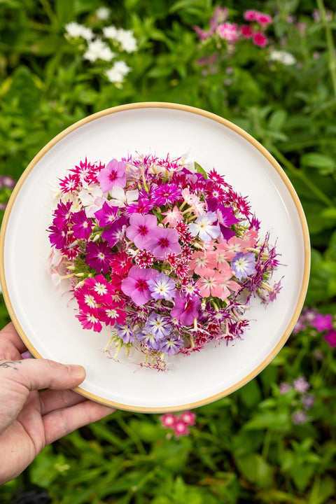 Colourful Edible Phlox Flowers - Edibleflower.ca by Heirloom Acres NOTL