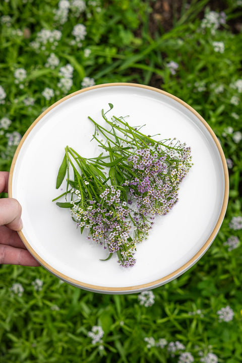 Edible Sweet Alyssum Flowers - MIX - Edibleflower.ca by Heirloom Acres NOTL