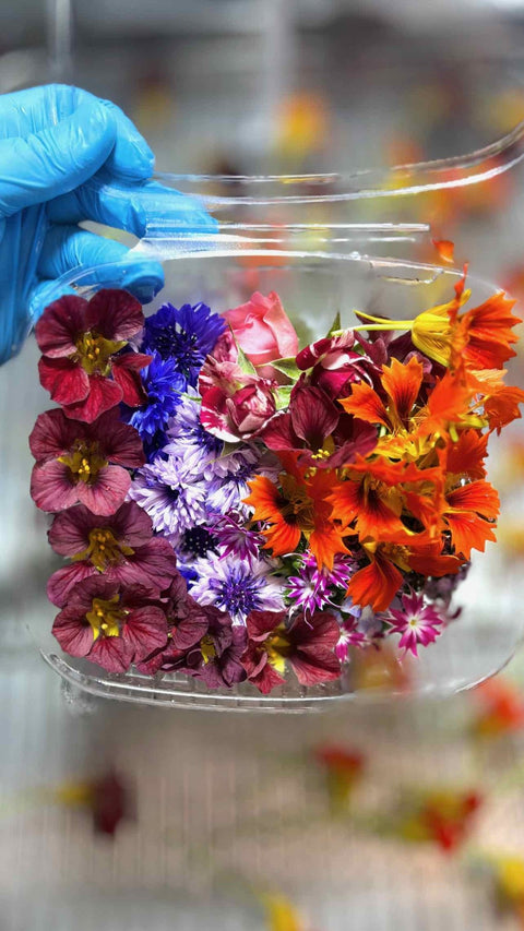 Fresh Edible Flowers Pansy & Viola - Mix Edible Flowers - painters Mix (Copy) - Edibleflower.ca by Heirloom Acres NOTL