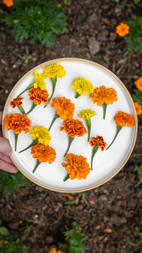 Fresh Edible Marigold -Mix - Edibleflower.ca by Heirloom Acres NOTL