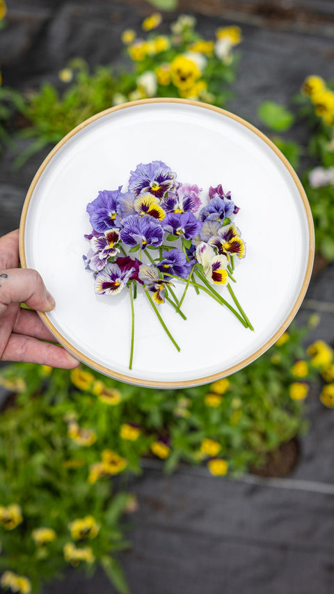Fresh Edible Pansy -Purple and Blue Mix - Edibleflower.ca by Heirloom Acres NOTL