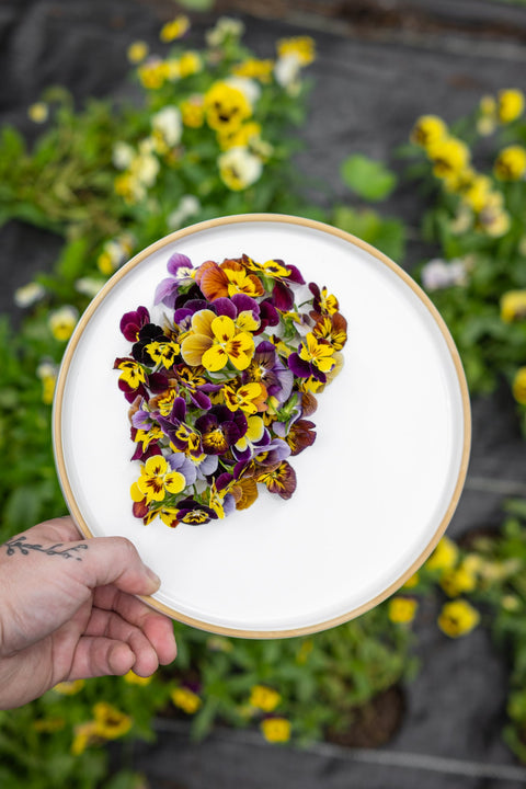 Fresh Edible Viola -MIX - Edibleflower.ca by Heirloom Acres NOTL