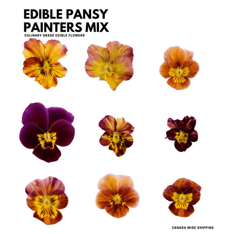 Fresh Edible Flowers Pansy & Viola - 20 Mix Edible Flowers - painters Mix - Heirloom Acres NOTL