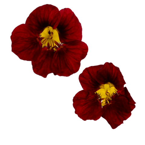 Nasturtium - 20 Fresh Edible Flowers - MIX - Heirloom Acres NOTL