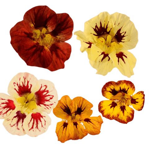 Nasturtium - 20 Fresh Edible Flowers - MIX - Heirloom Acres NOTL