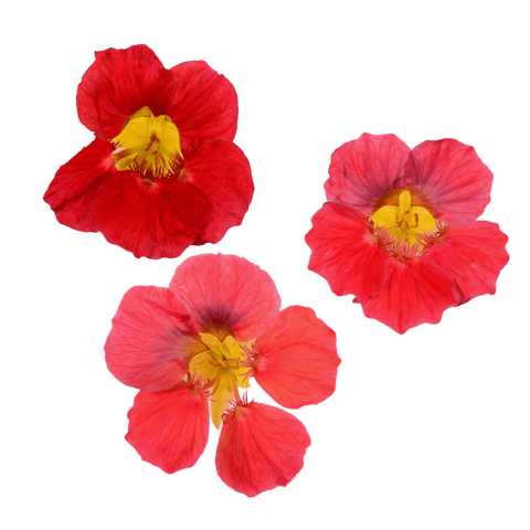 Nasturtium - 20 Fresh Edible Flowers - MIX - Heirloom Acres NOTL