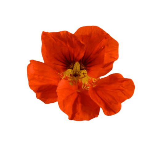 Nasturtium - Fresh Edible Flowers - MIX - Heirloom Acres NOTL