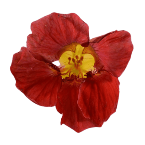 Nasturtium - Fresh Edible Flowers - MIX - Heirloom Acres NOTL