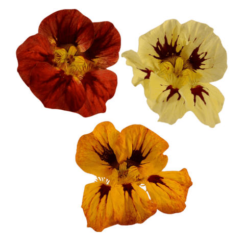 Nasturtium - 50 Fresh Edible Flowers - MIX - Heirloom Acres NOTL