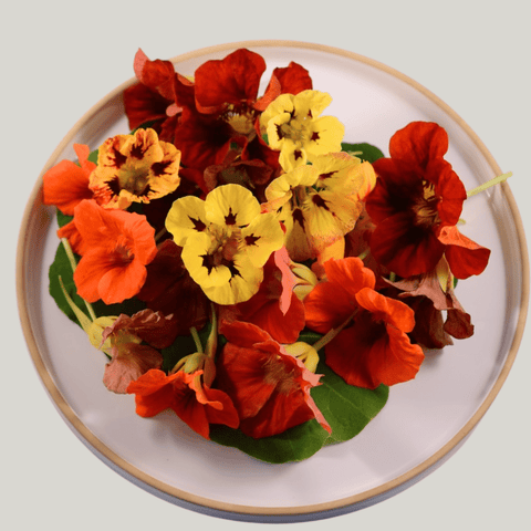 Nasturtium - 50 Fresh Edible Flowers- MIX - Heirloom Acres NOTL